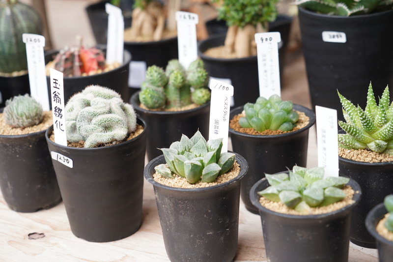 並べられた植物の写真