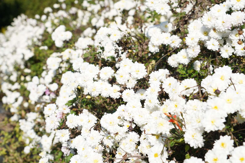 花の写真